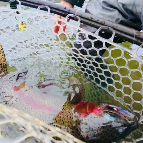 Truckee River Fly Fishing Report