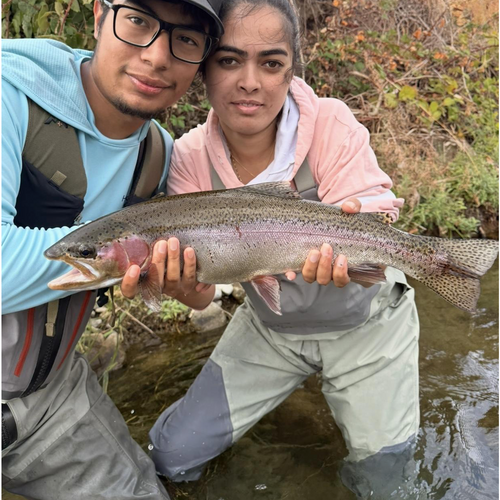 Putah Creek Fly Fishing Report