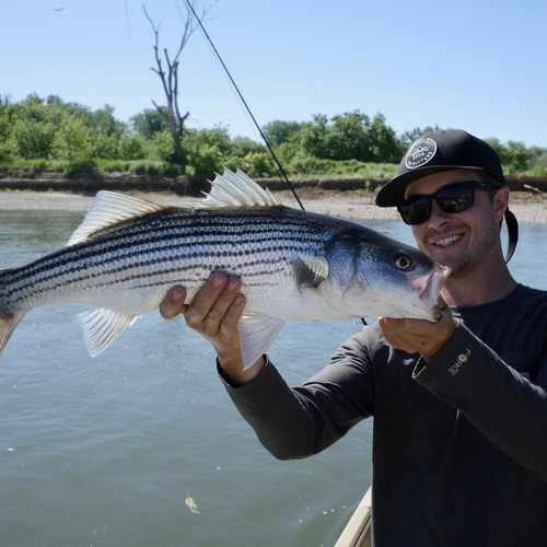 Lower Sacramento Striper Fly Fishing Report