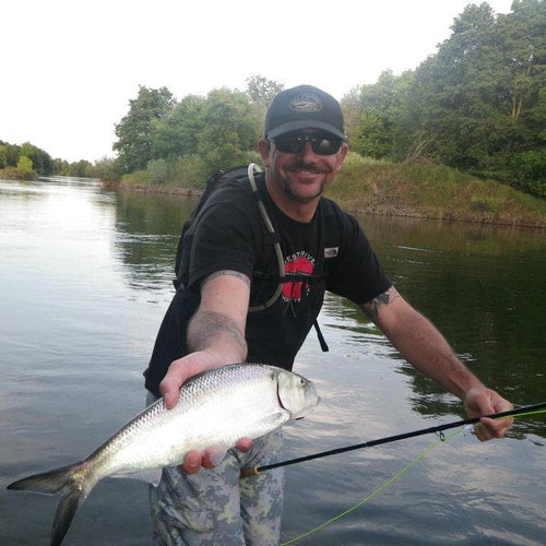 Russian River, Yuba, and American Shad