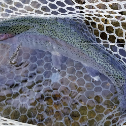 Lower Yuba Fly Fishing Report