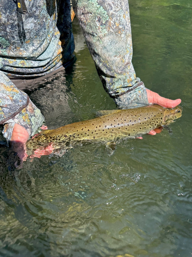 Redding Area Fly Fishing Report