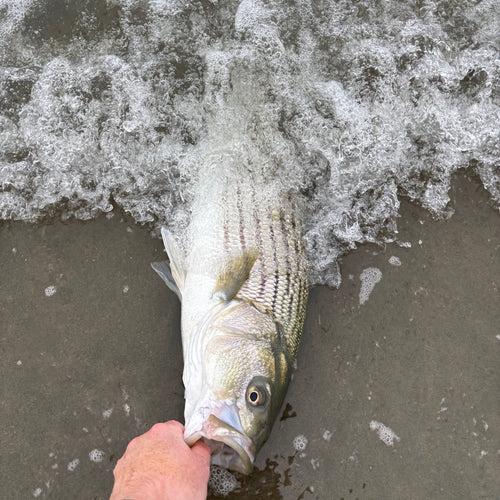 SF Bay & Local Surf Fly Fishing Report