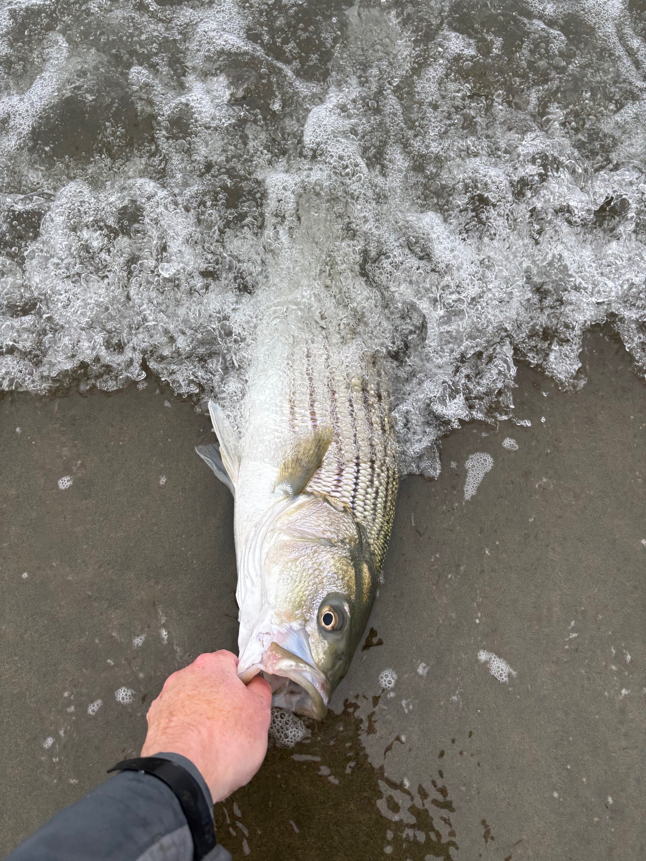 SF Bay & Local Surf Fly Fishing Report
