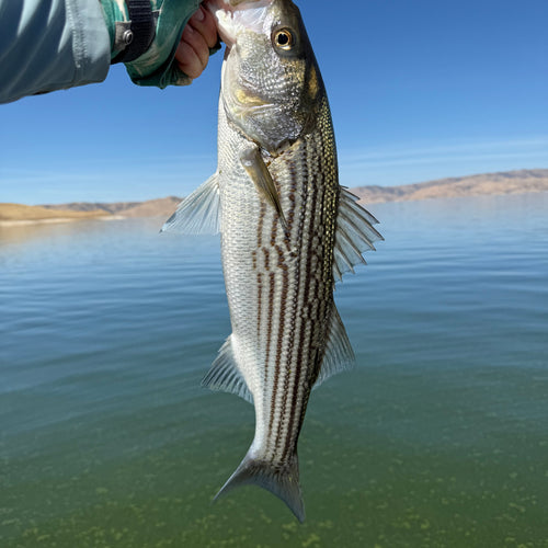 Local Surf Fly Fishing Report