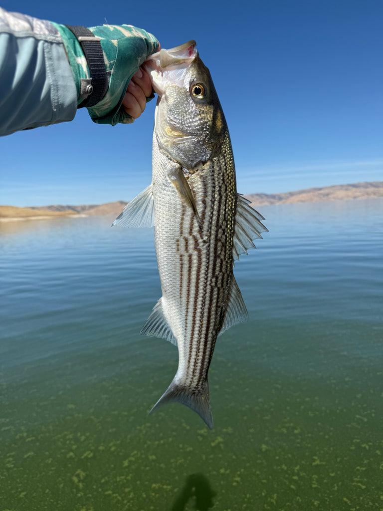 Local Surf Fly Fishing Report
