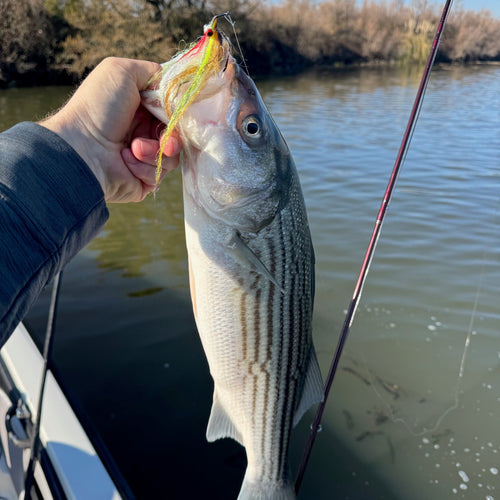 Delta Fly Fishing Report