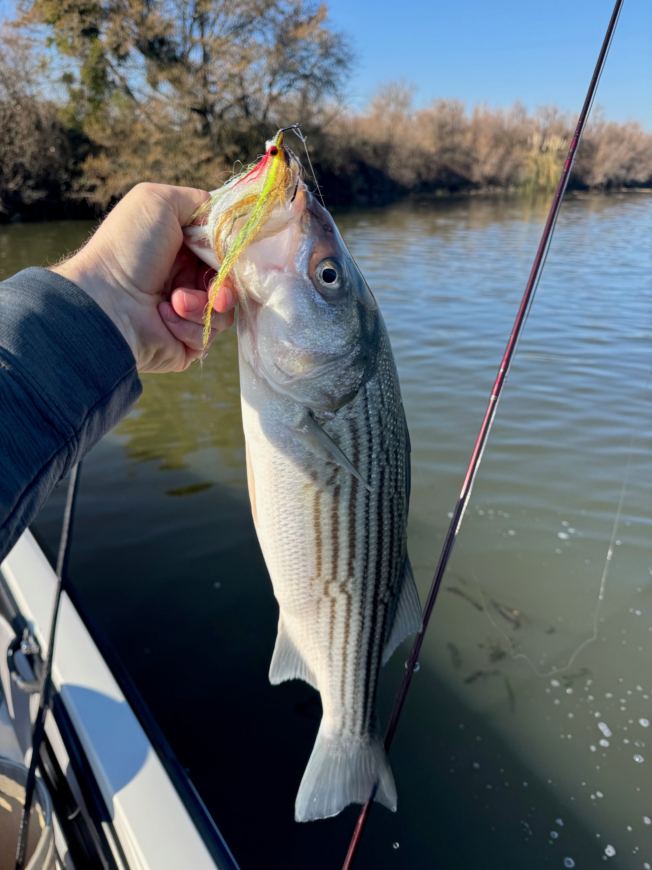 Delta Fly Fishing Report