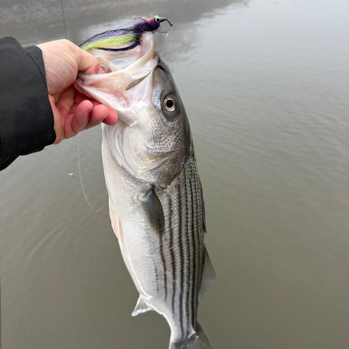 California Delta Fly Fishing Report