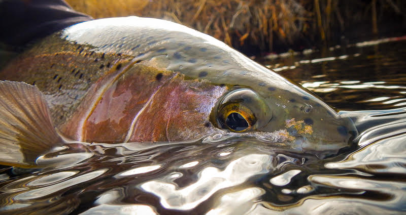 Eastern Sierra Fly Fishing Report