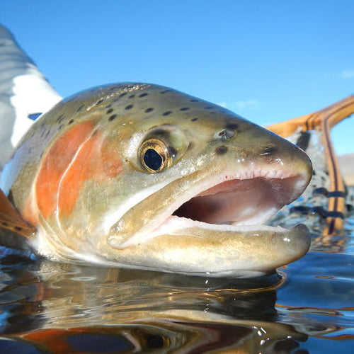 Eastern Sierra Fly Fishing Report