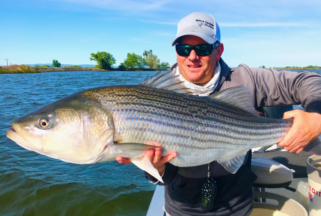 California Delta Fly Fishing Report