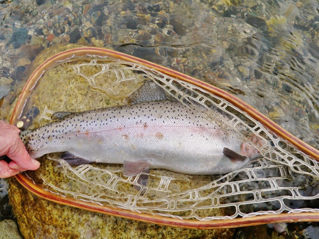 Upper Sacramento River Fly Fishing Report
