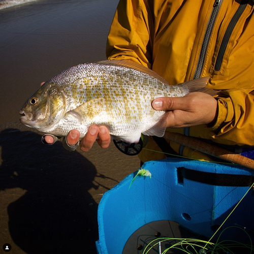 Bay Area Surf Fly Fishing Report