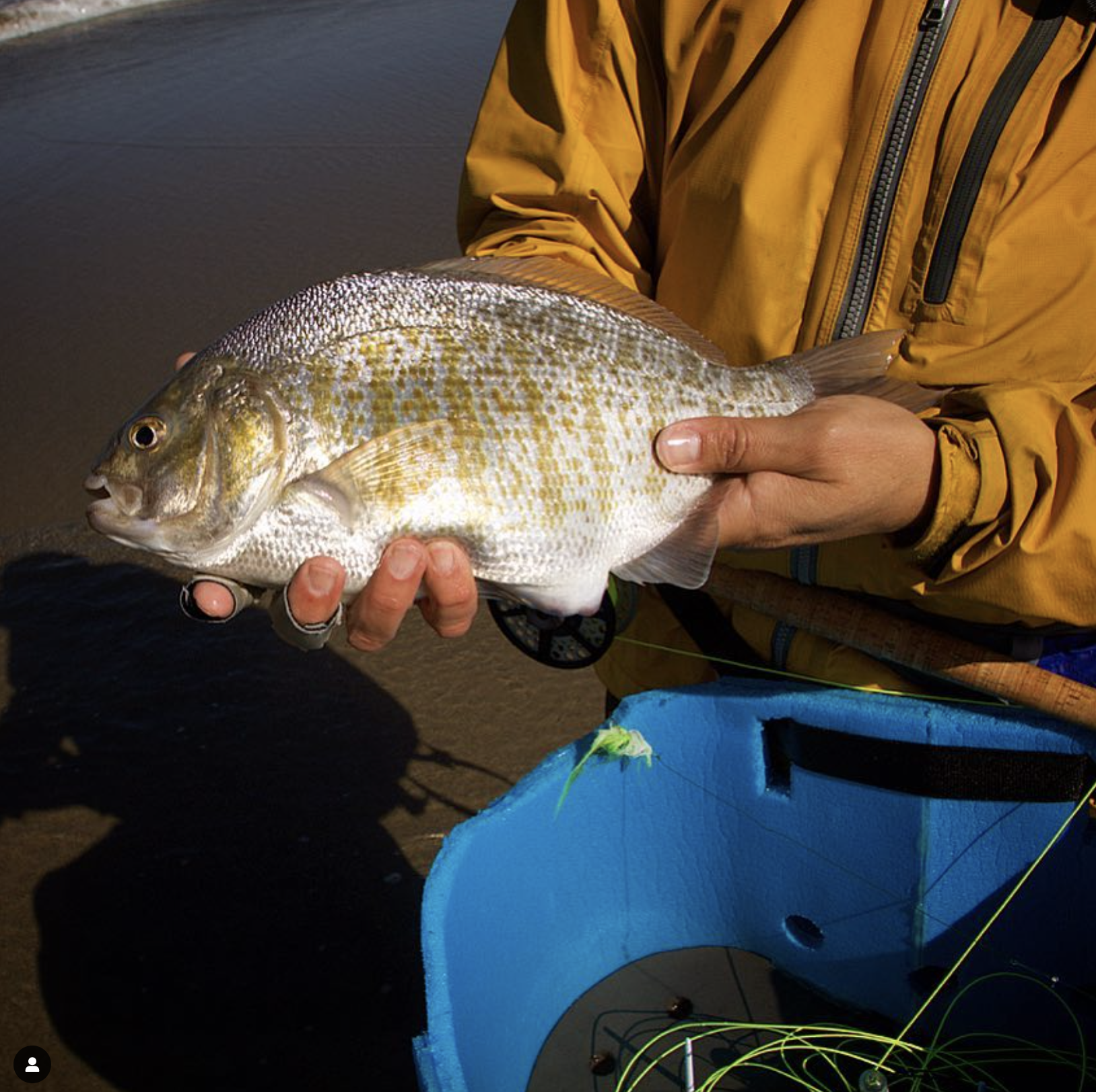 Bay Area Surf Fly Fishing Report