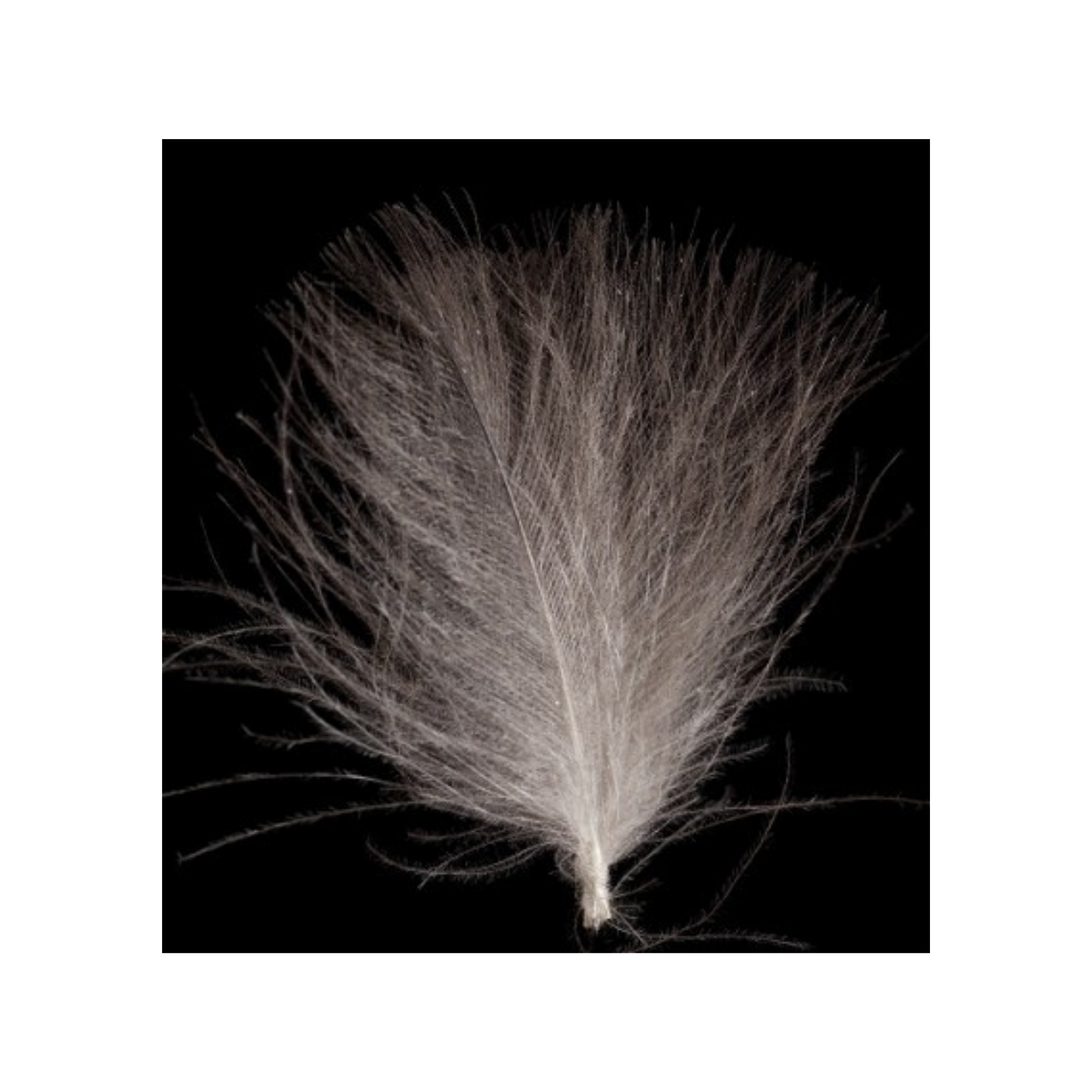 Swiss CDC Super Select