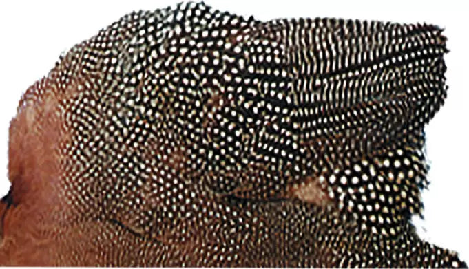 Guinea Skin