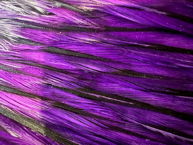 Whiting Farms American Rooster Saddle-Black Laced White