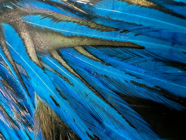 Whiting Farms American Rooster Saddle-Black Laced White