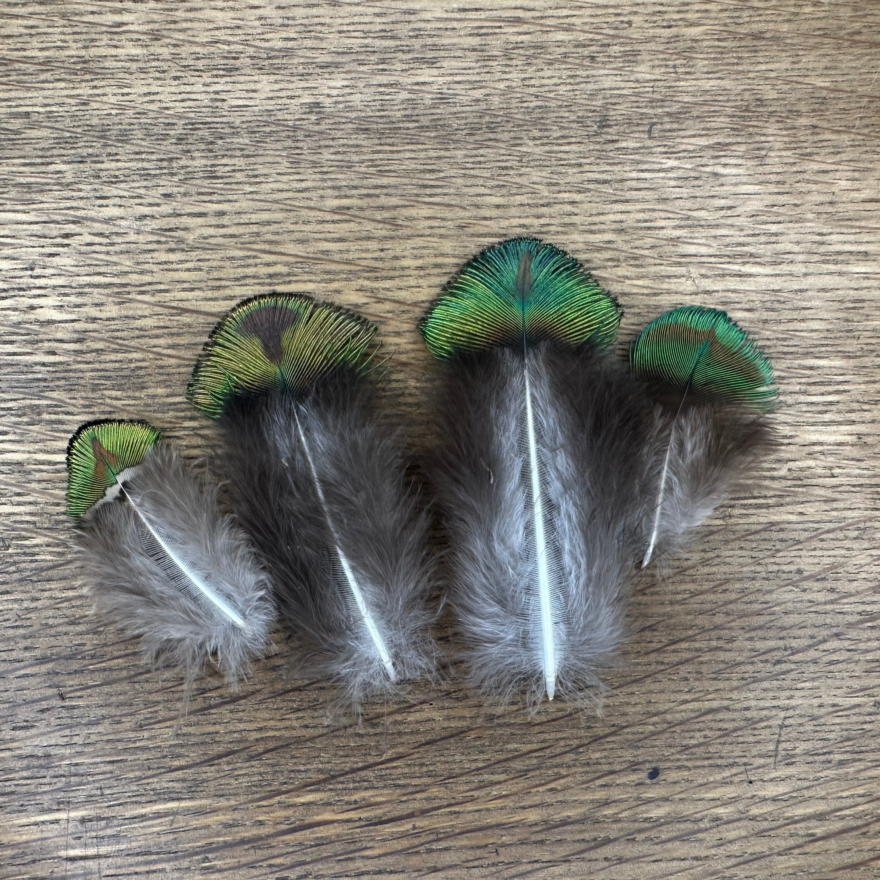 Church Window Peacock Feathers