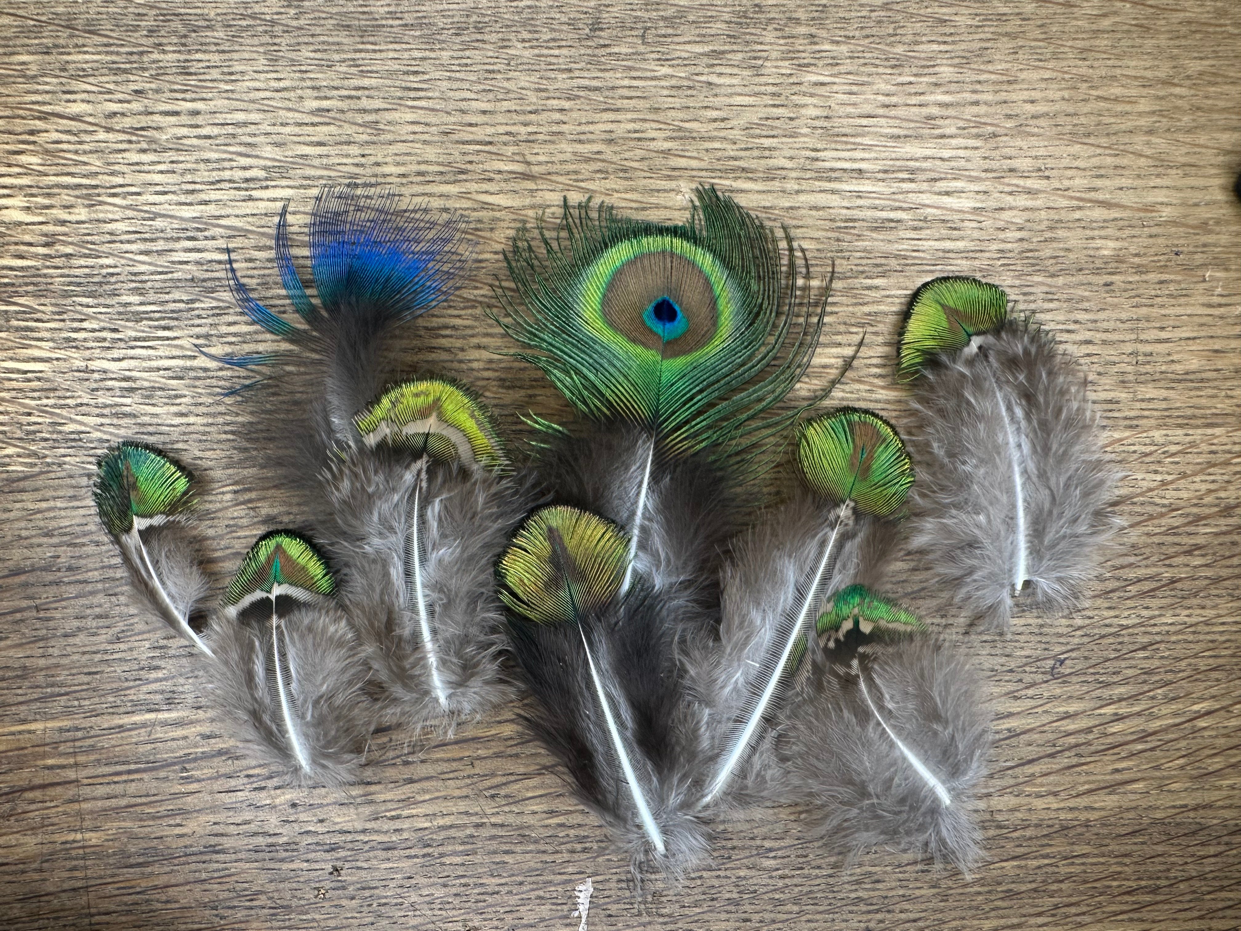 Church Window Peacock Feathers