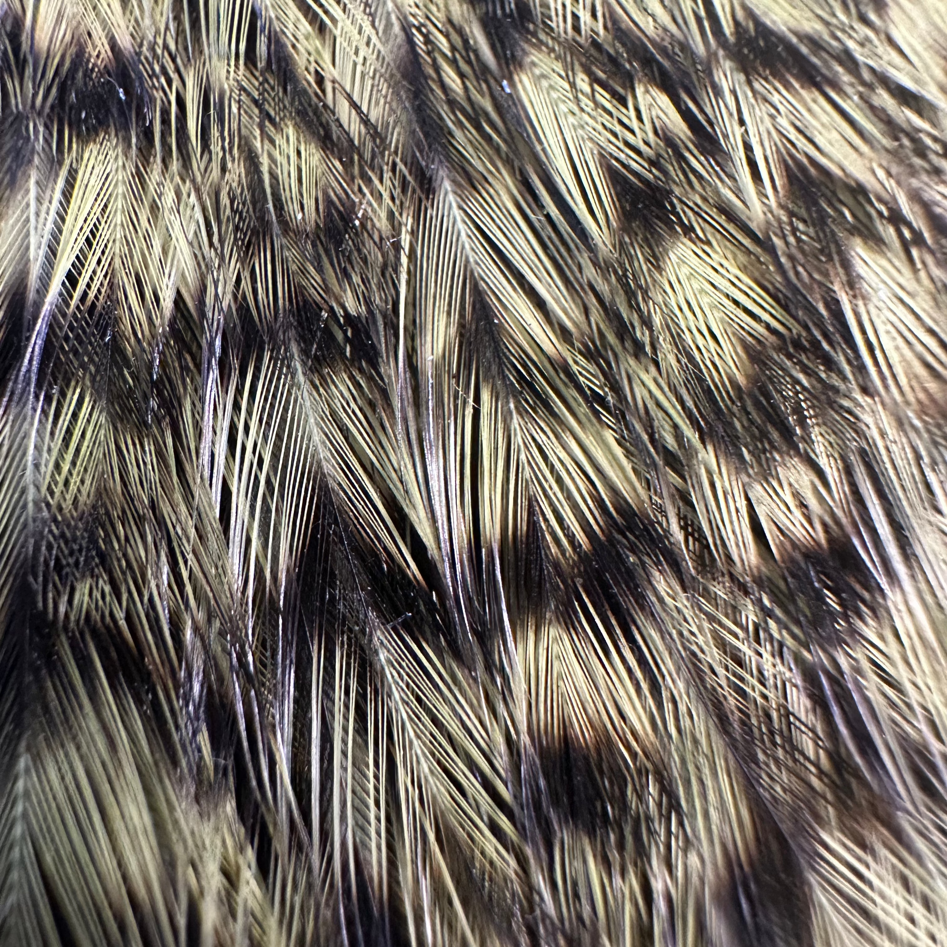 Whiting Farms Freshwater Streamer Cape