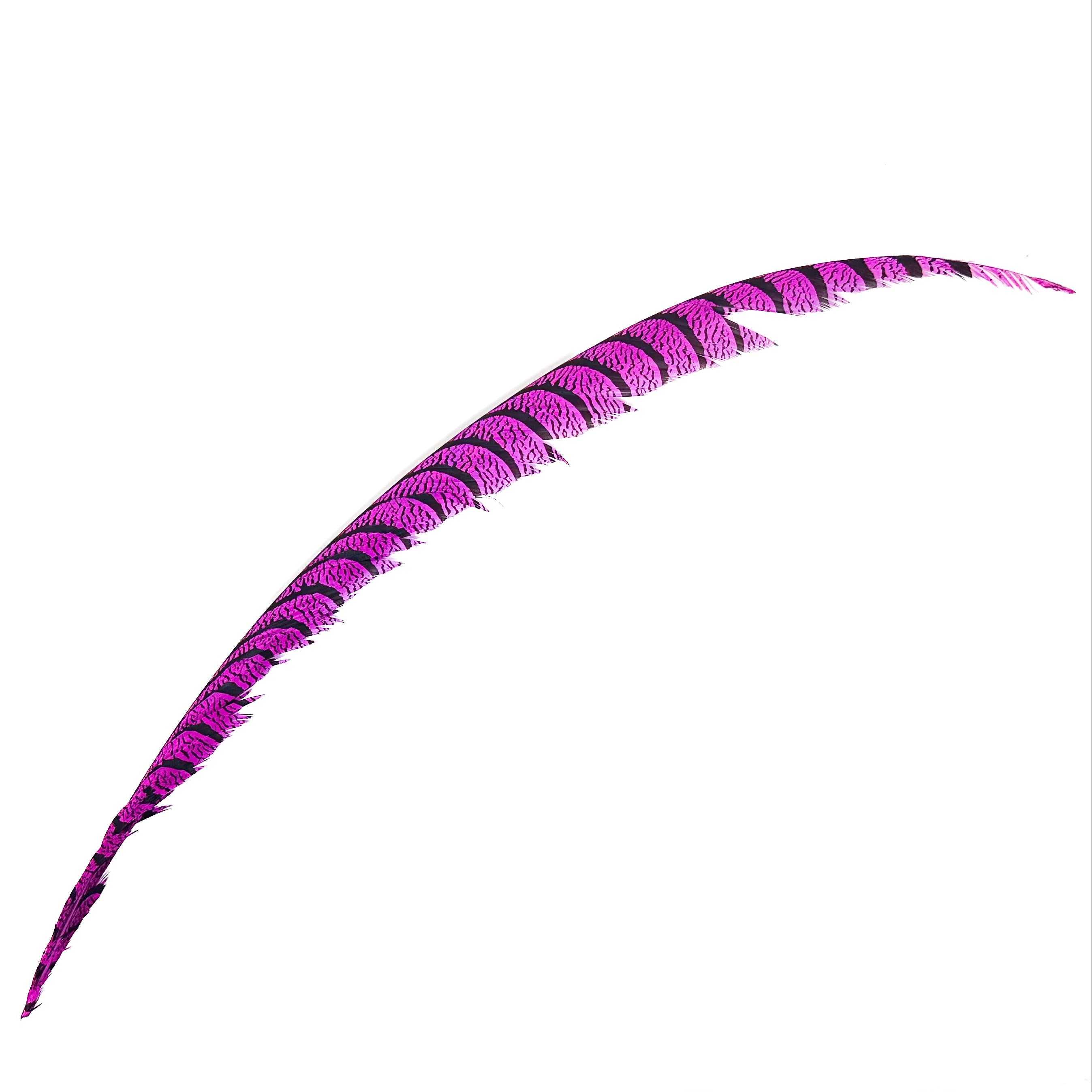 Spent Lady Amherst Center Tail Feather