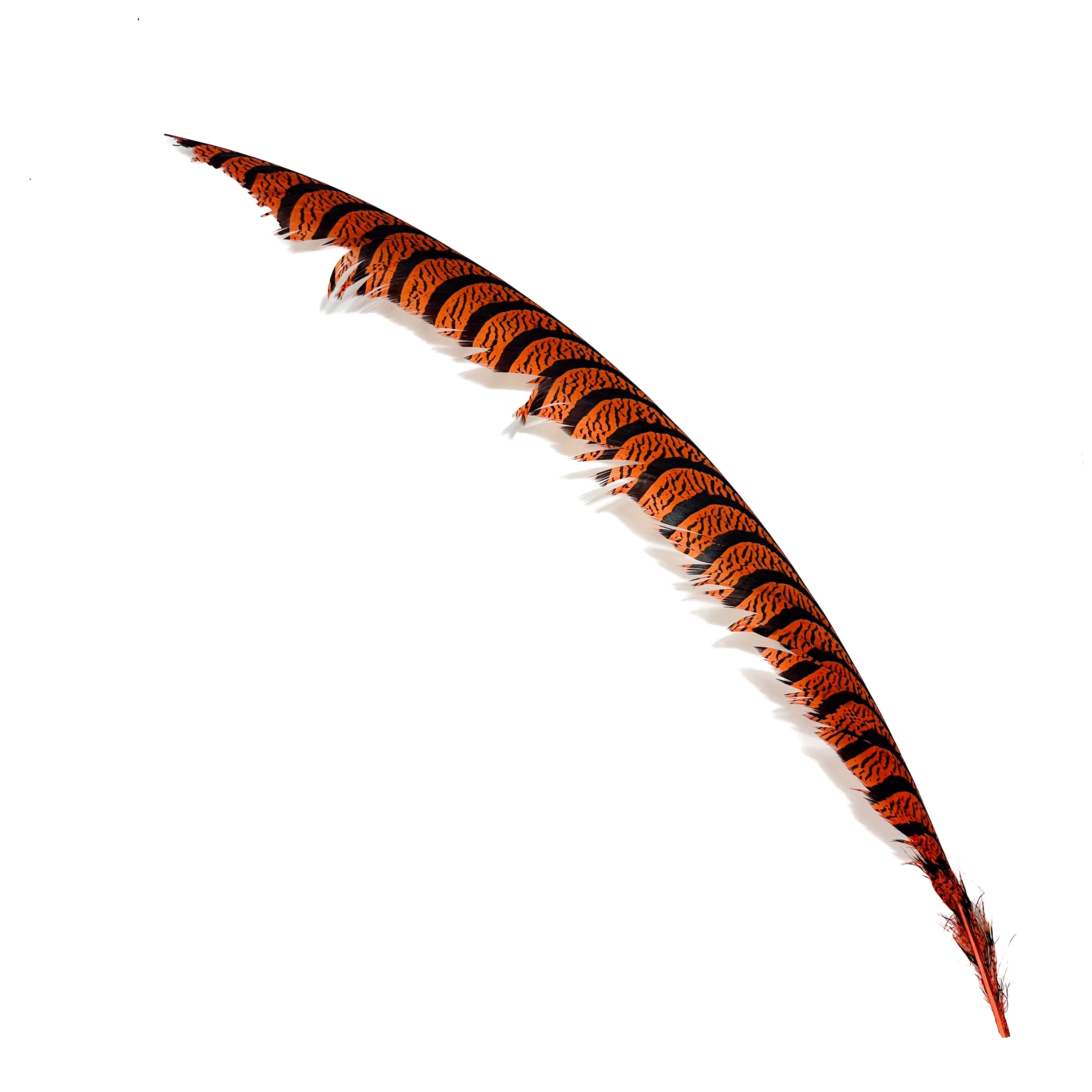 Spent Lady Amherst Center Tail Feather