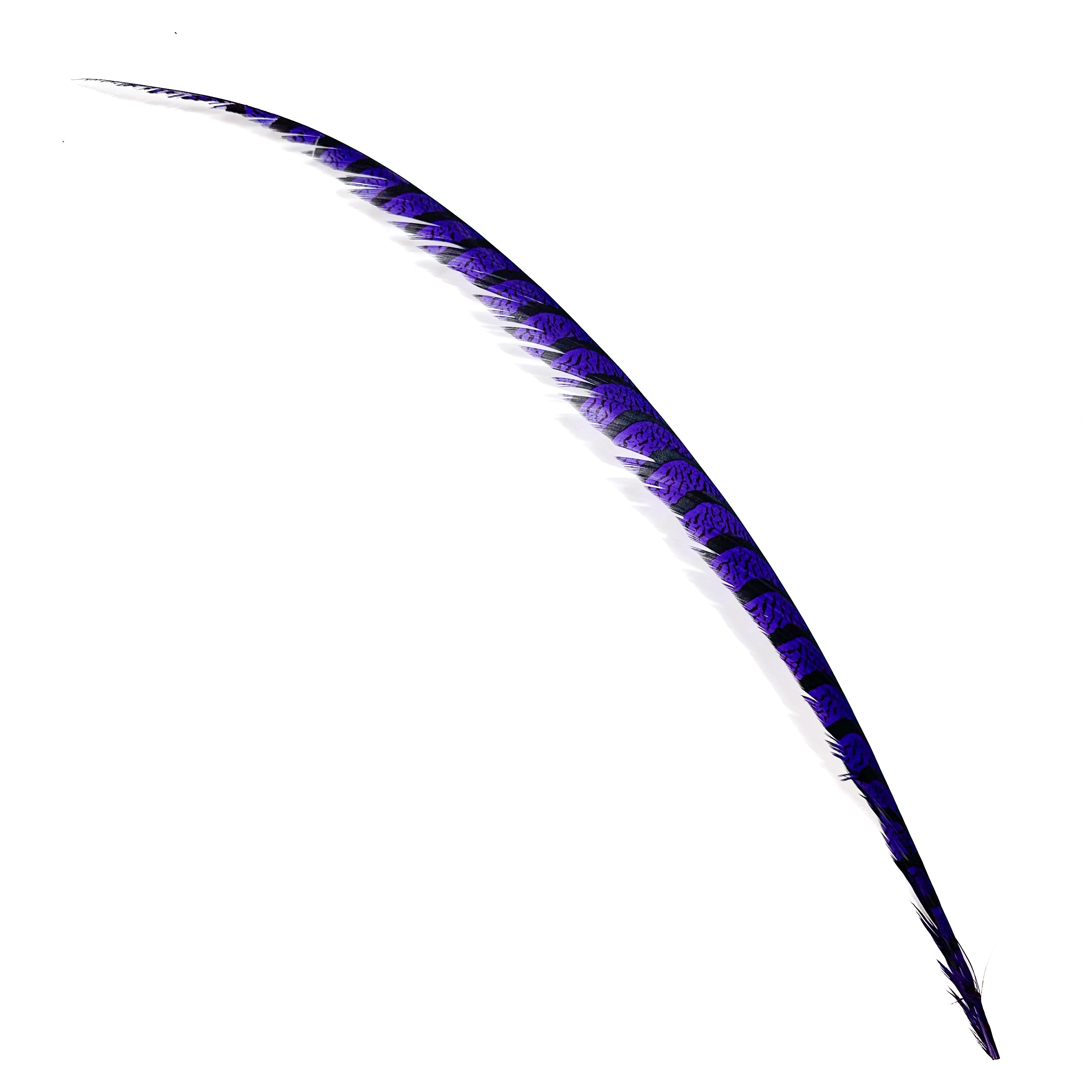 Spent Lady Amherst Center Tail Feather