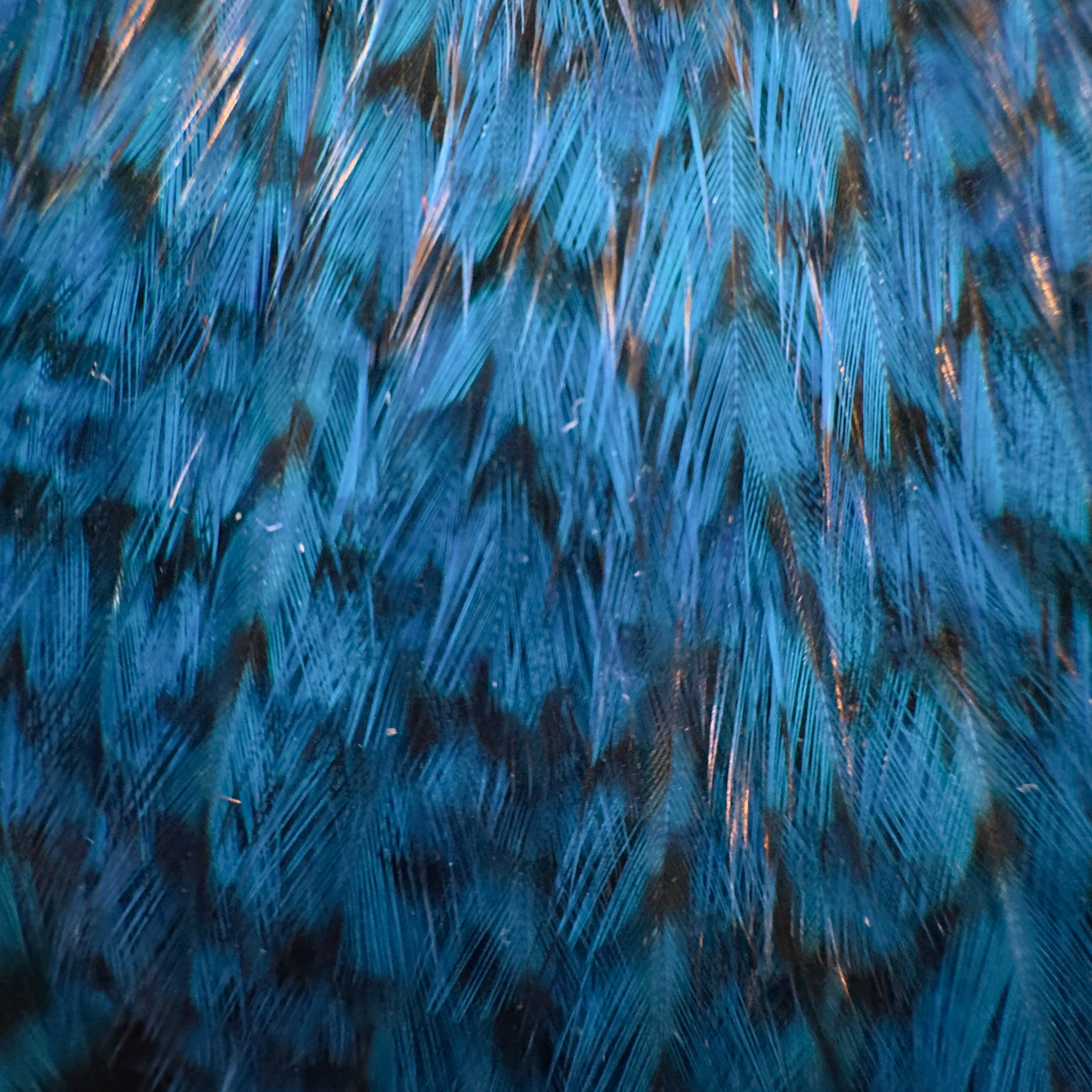 Whiting Farms Freshwater Streamer Cape