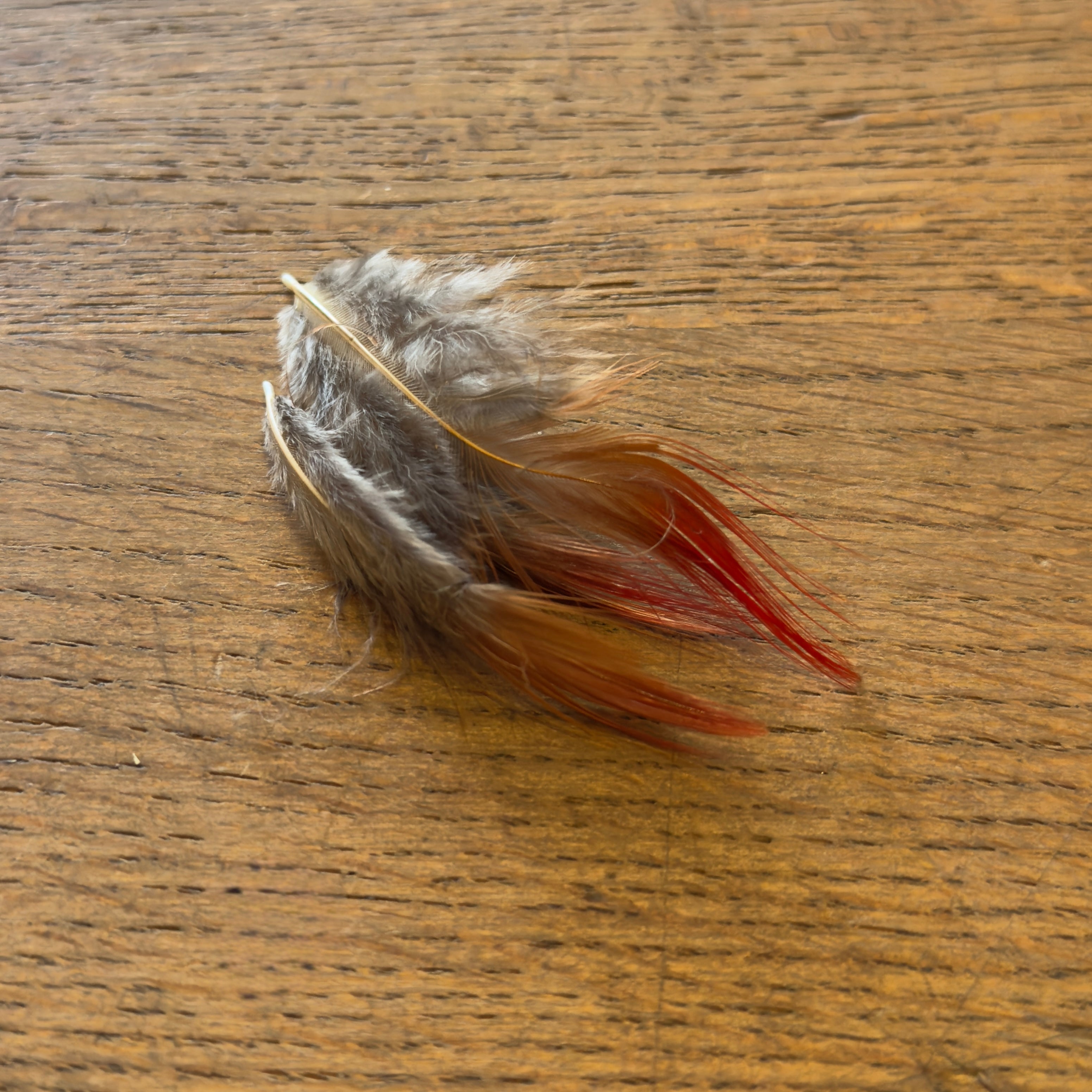 Golden Pheasant Flank Feathers