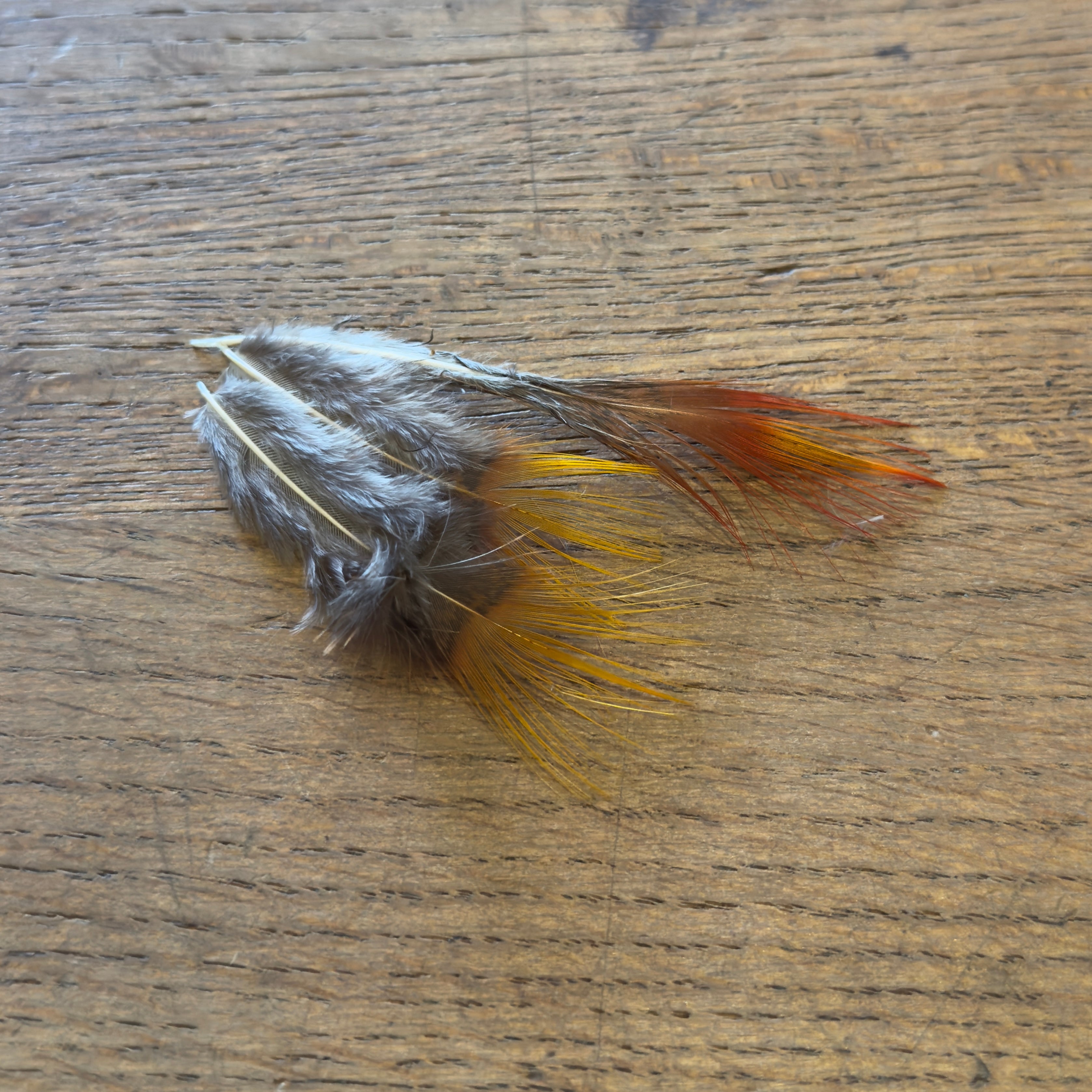 Golden Pheasant Rump Feathers