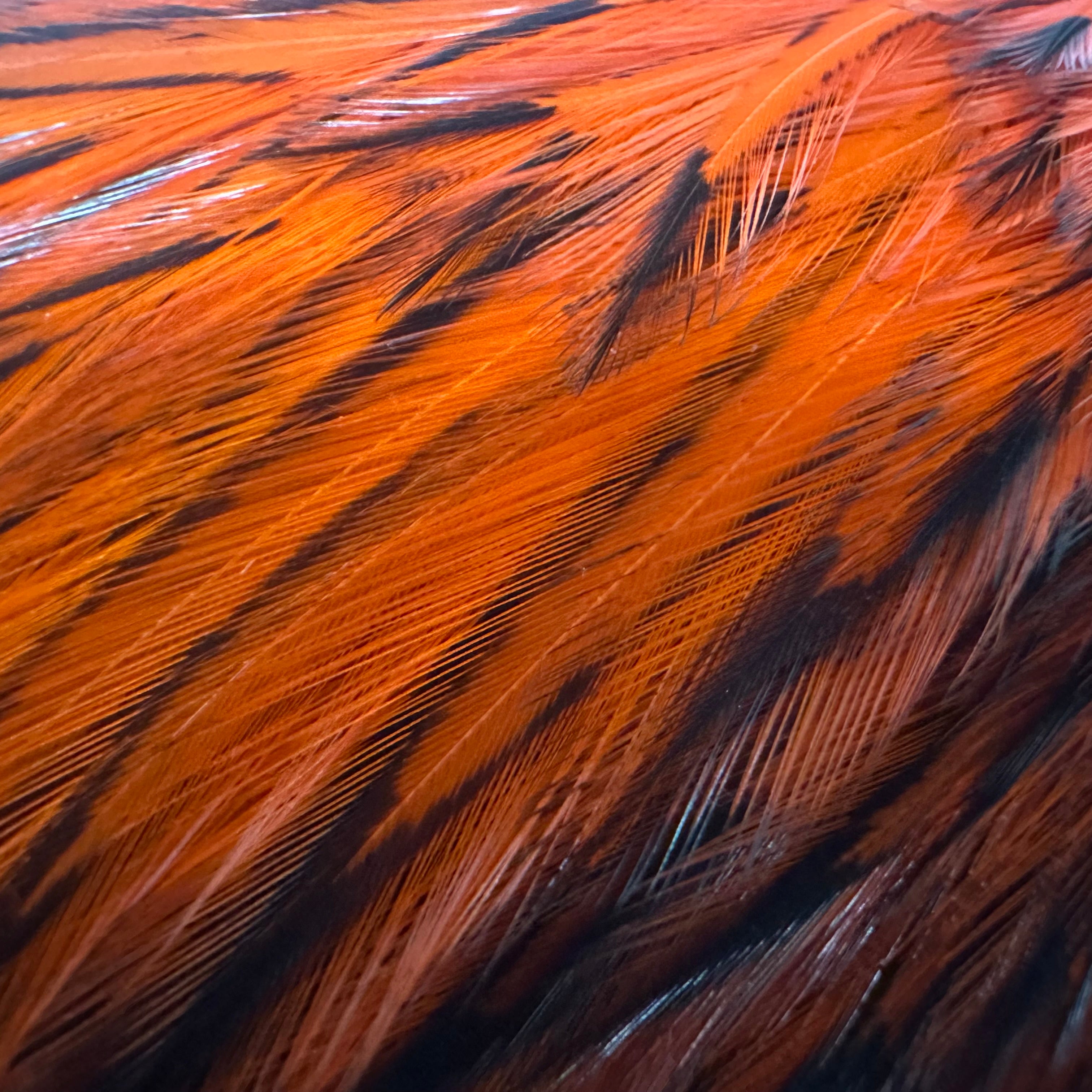 Whiting American Rooster Cape White Laced