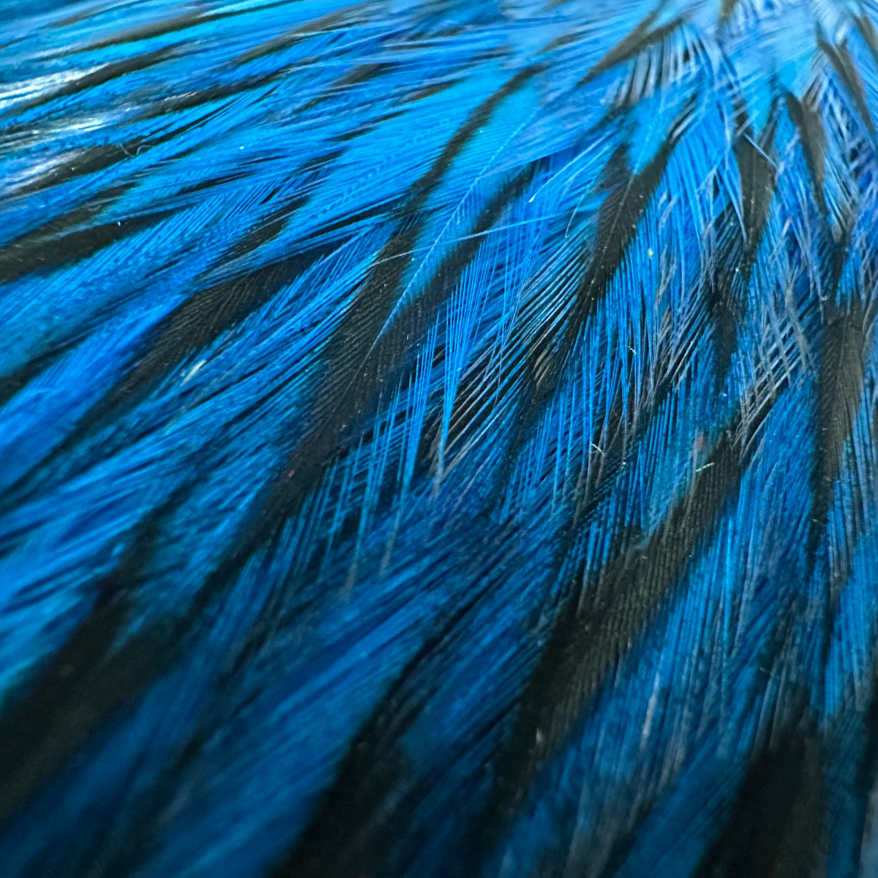 Whiting American Rooster Cape White Laced