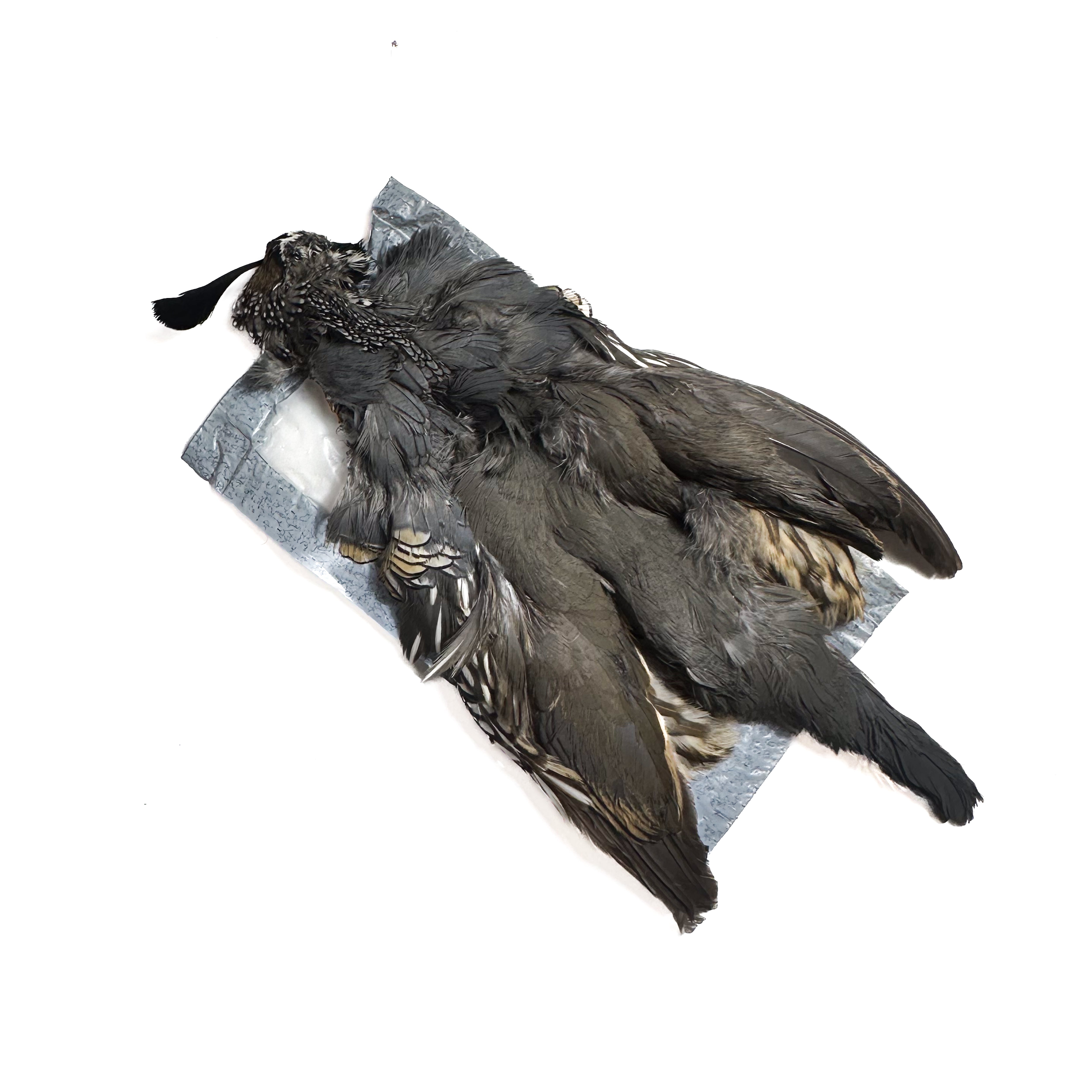 Spent Valley Quail Skin