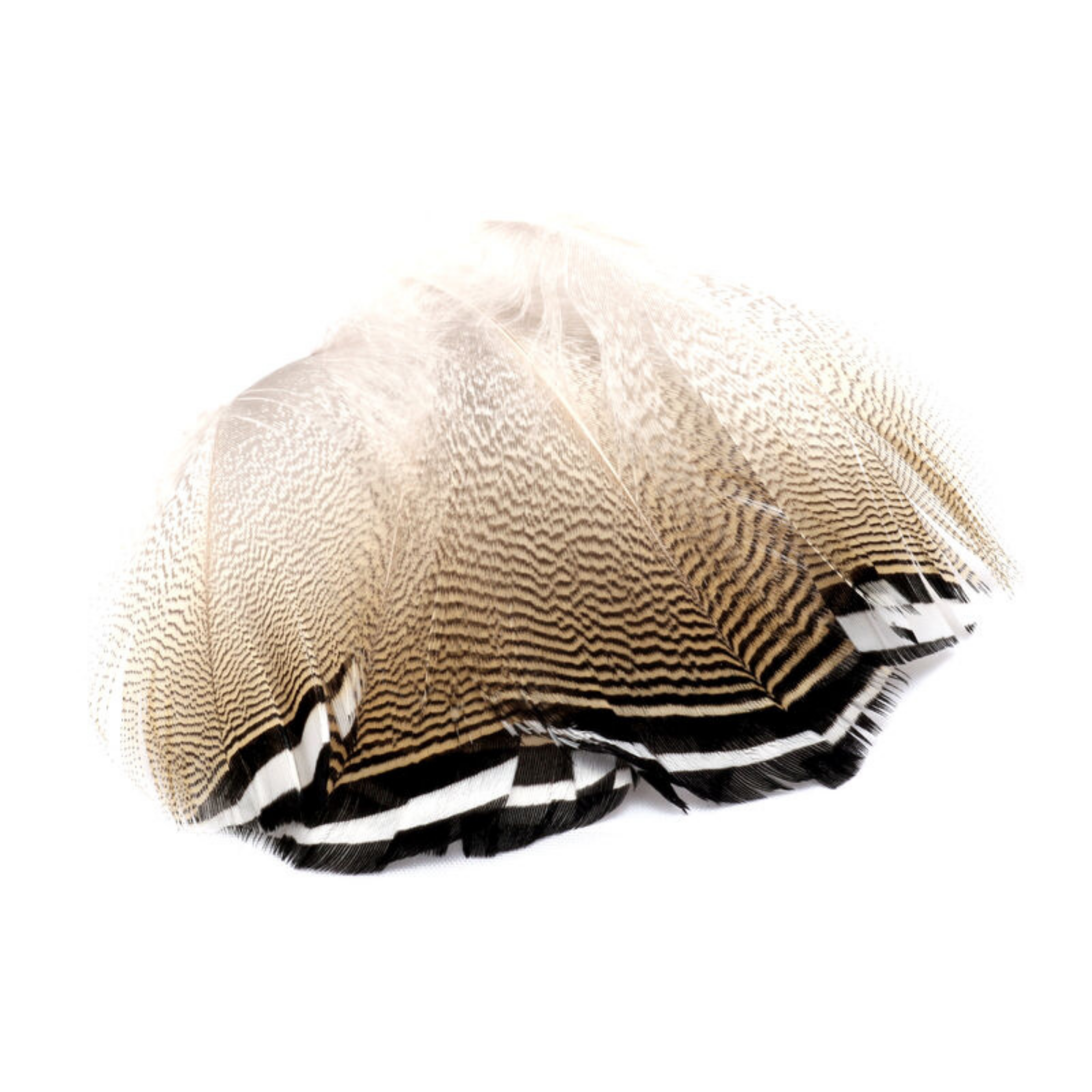 Woodduck Feathers