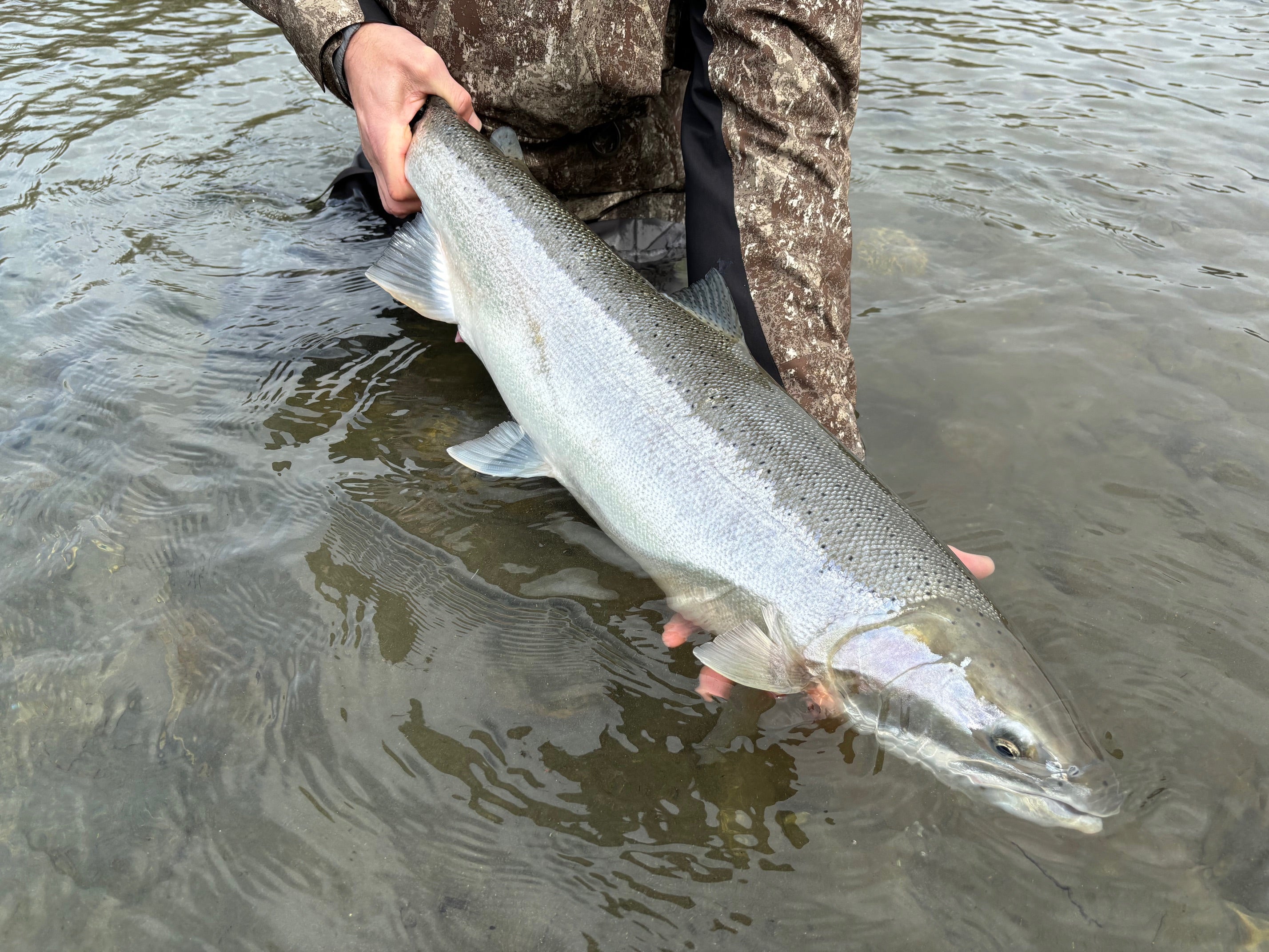 Intermediate Fly Tying Class: Steelhead Flies, February 18th, 6-8pm