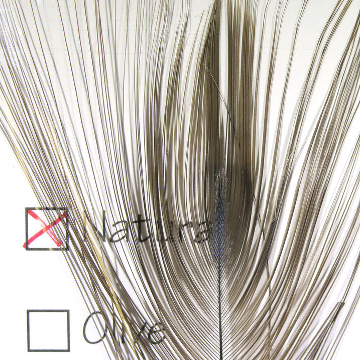 Stripped Peacock Eye