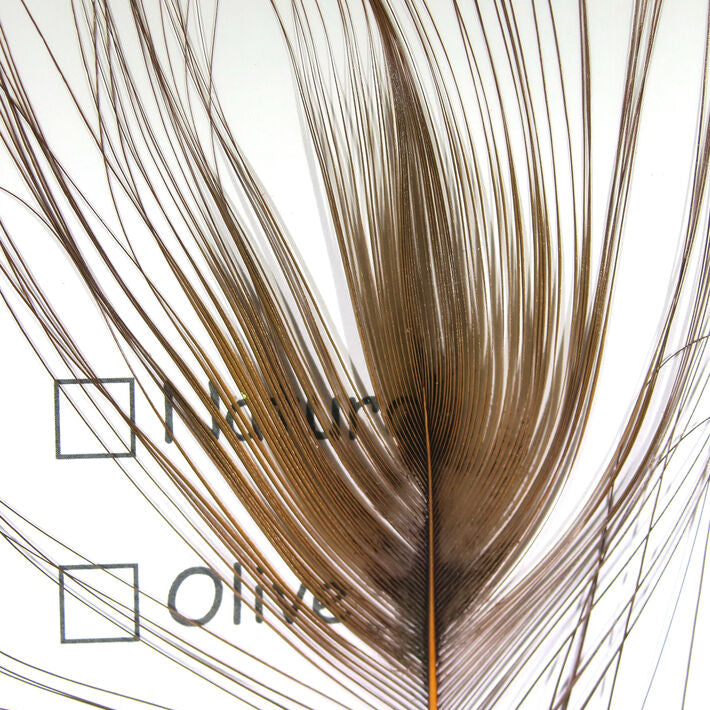 Stripped Peacock Eye
