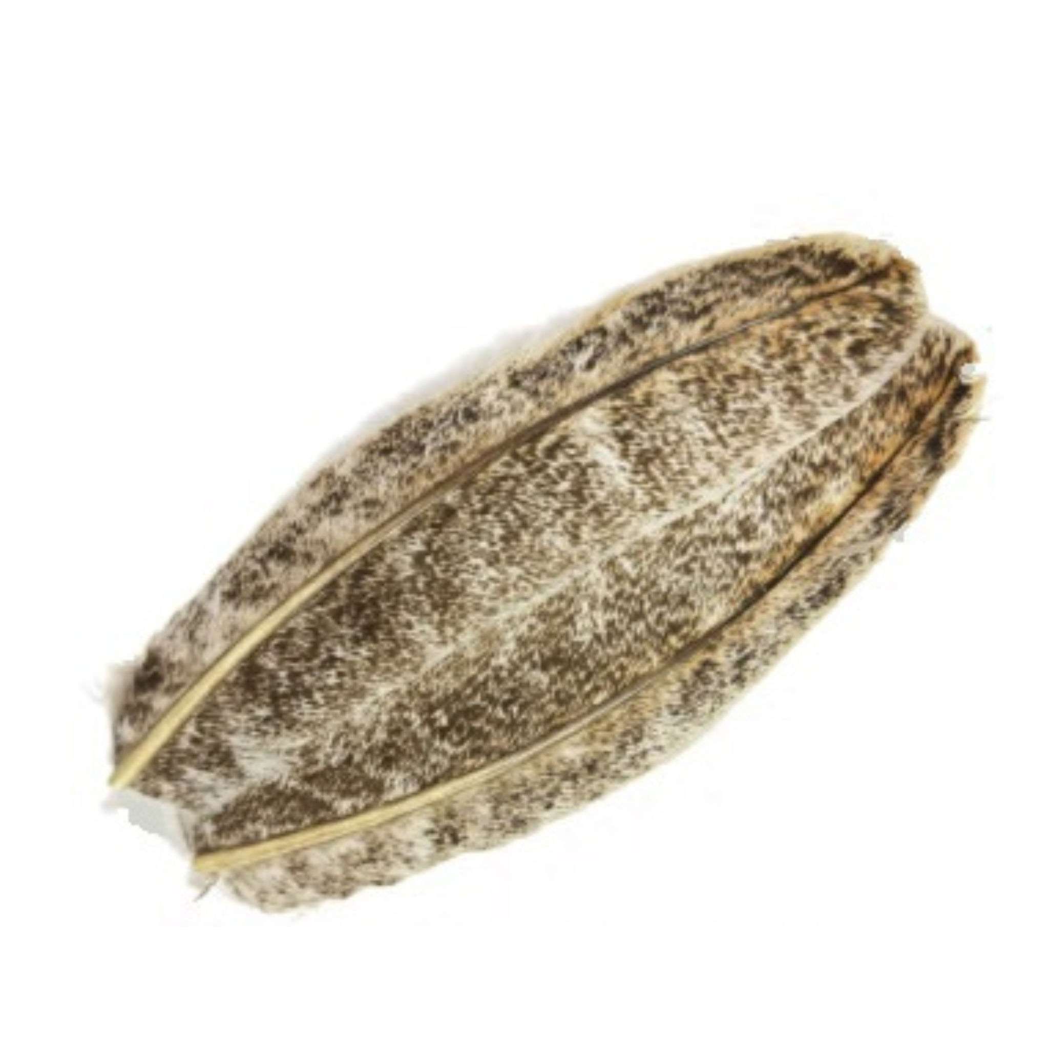 Turkey Wing Quill