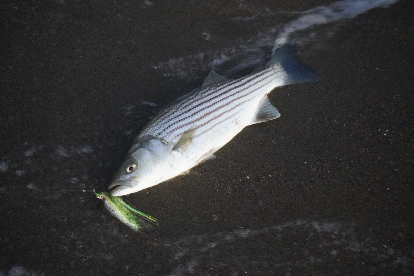 Lost Coast Outfitters Surf Fly Rod | Golden Gate