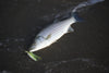 Lost Coast Outfitters Surf Fly Rod | Golden Gate