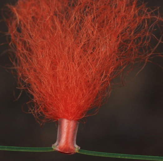 New Zealand Strike Indicator - 4