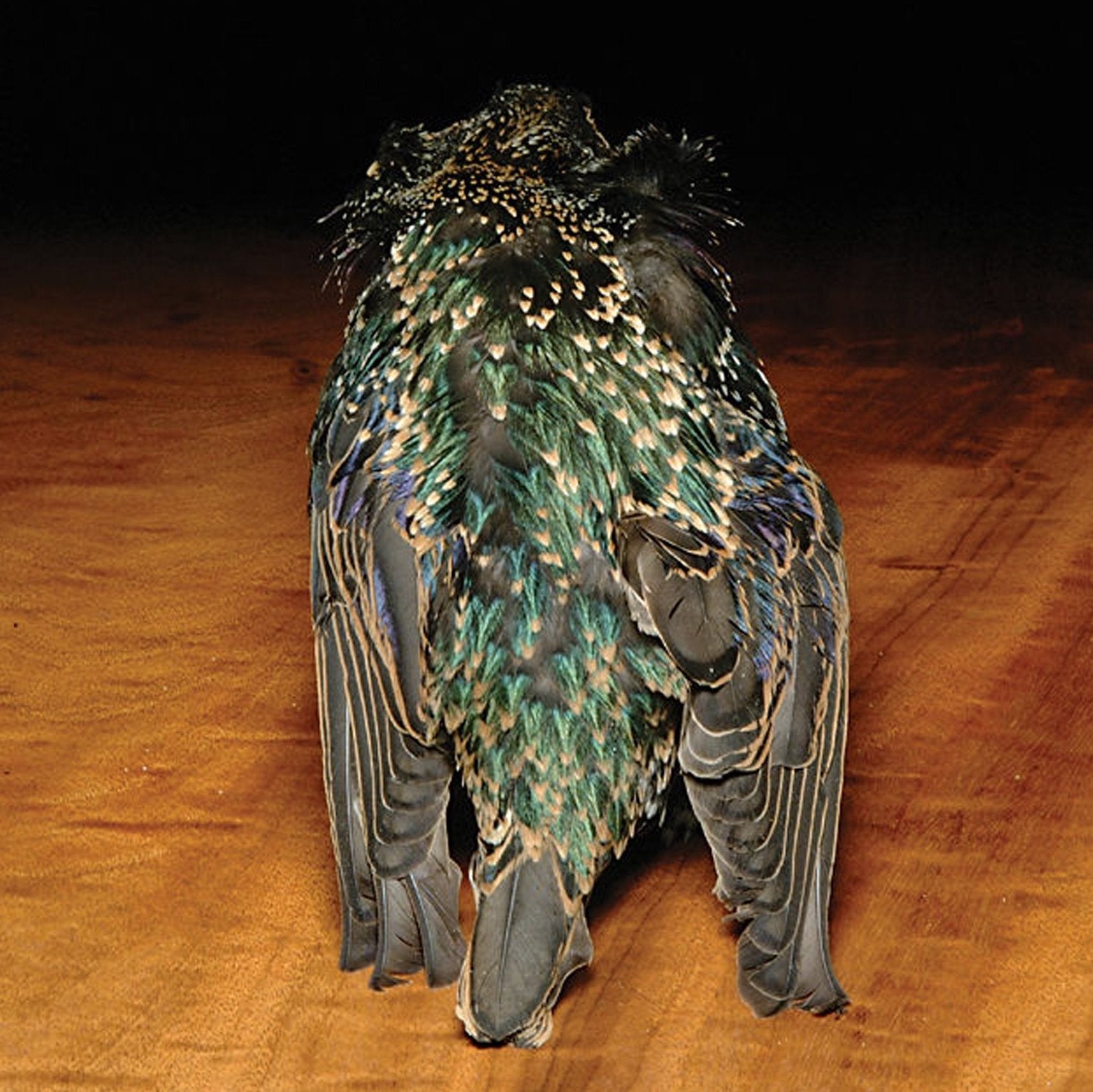 Select Starling Skin