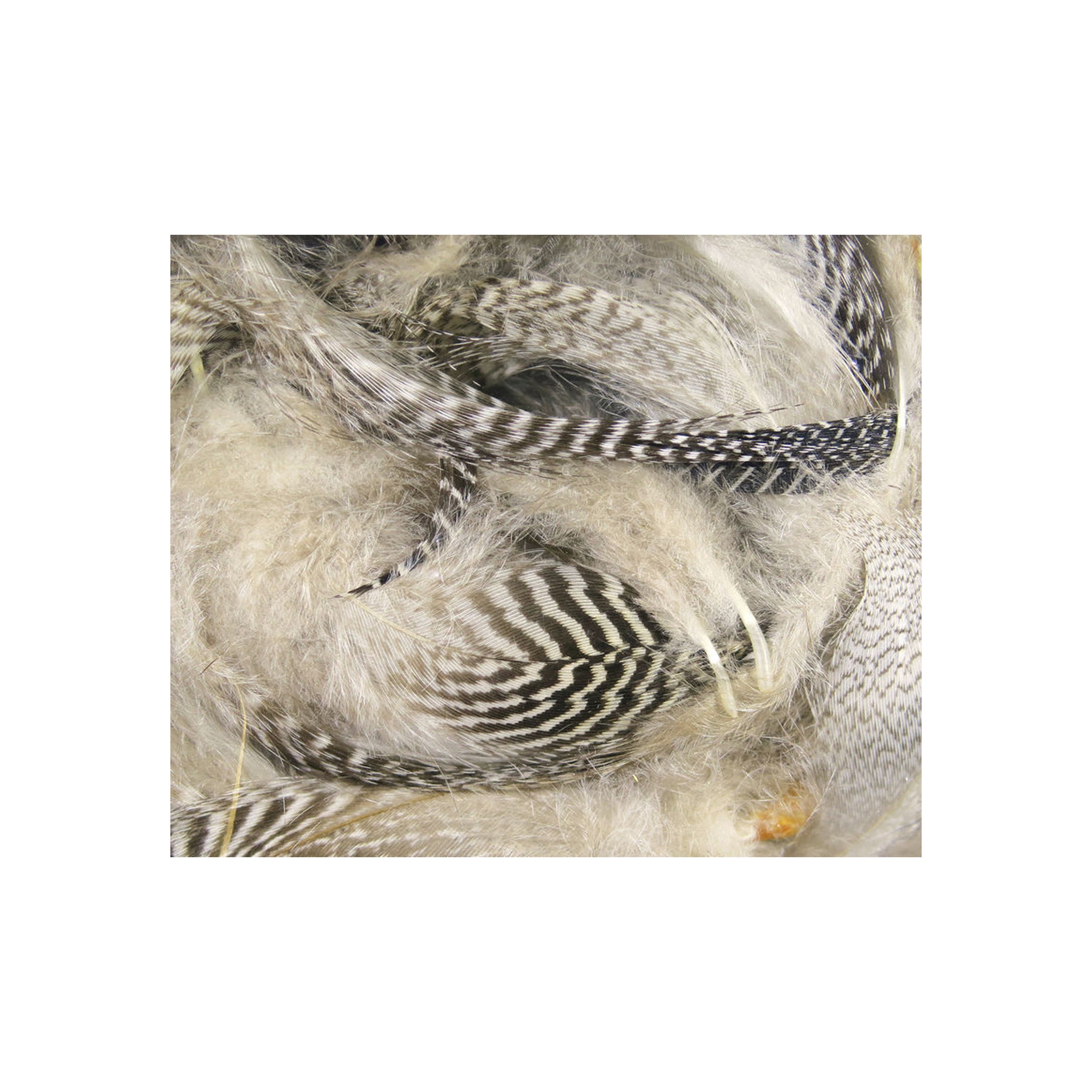 Teal Barred Flank Feathers