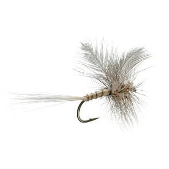 A.K's Eastern March Brown