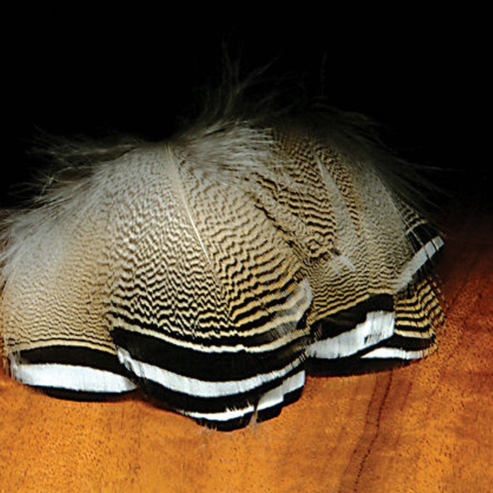 Black and White Barred Wood Duck