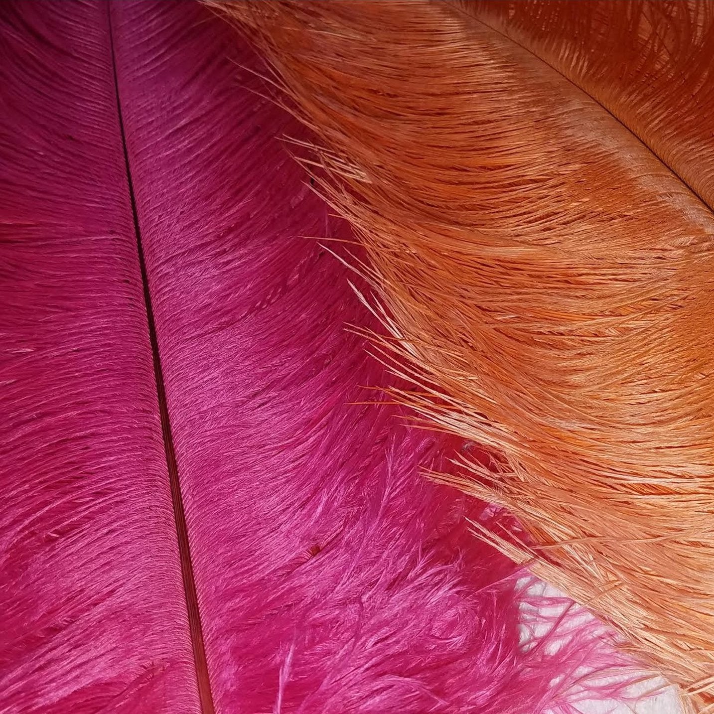 Siskiyou Aviary Ostrich