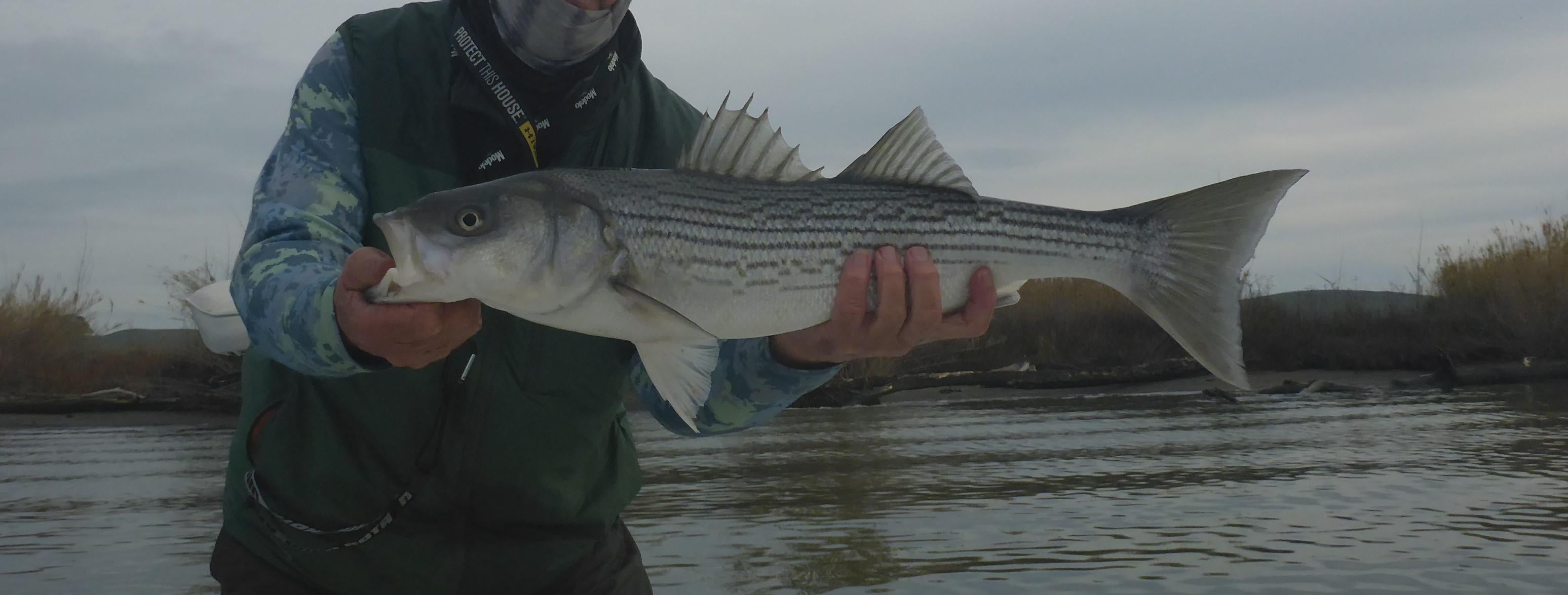 California Delta Fly Fishing Report