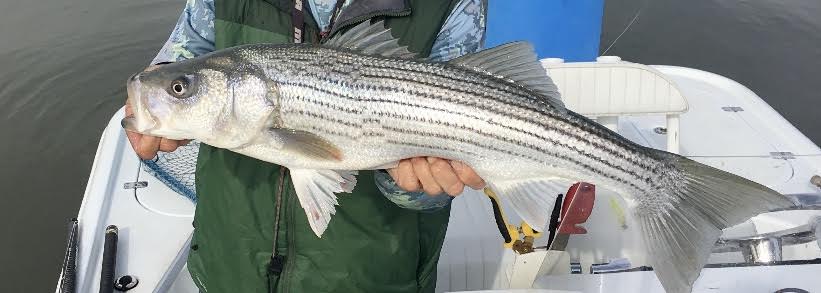 California Delta Fly Fishing Report